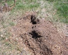Image of a tree stump that has been ground out.