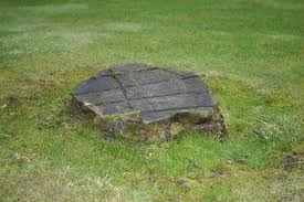 An image of an old tree stump in the middle of a garden bed before being removed.